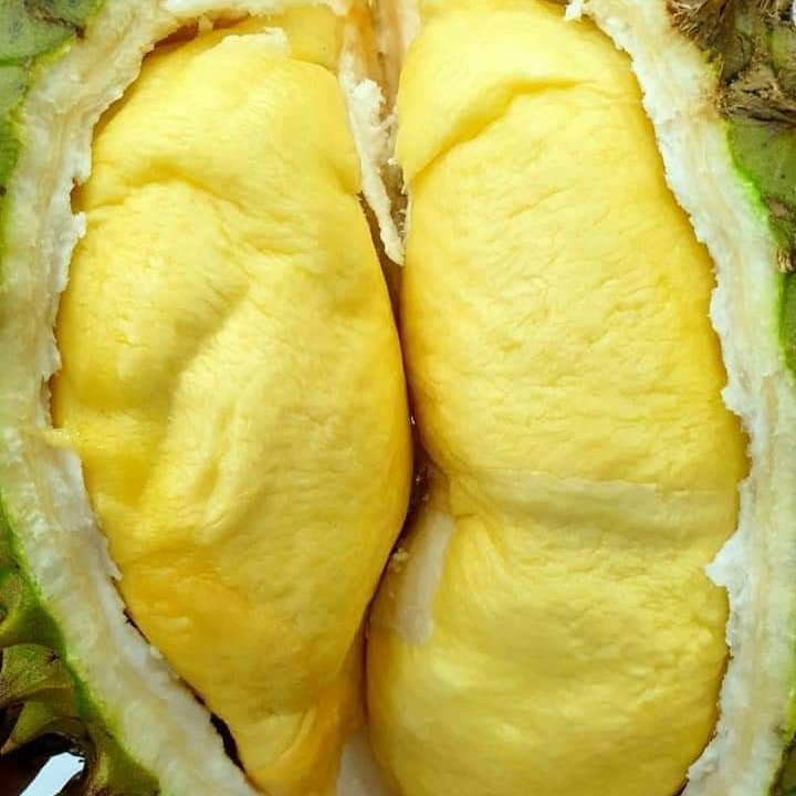 BEST SALE High Quality Organic Durian from Viet Nam, new harvest 2021