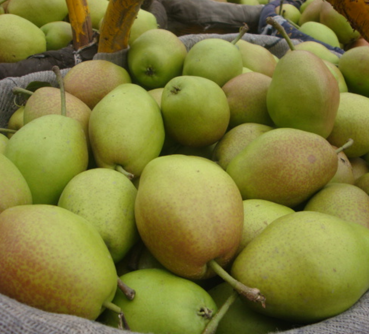Fresh Fragrant Pear