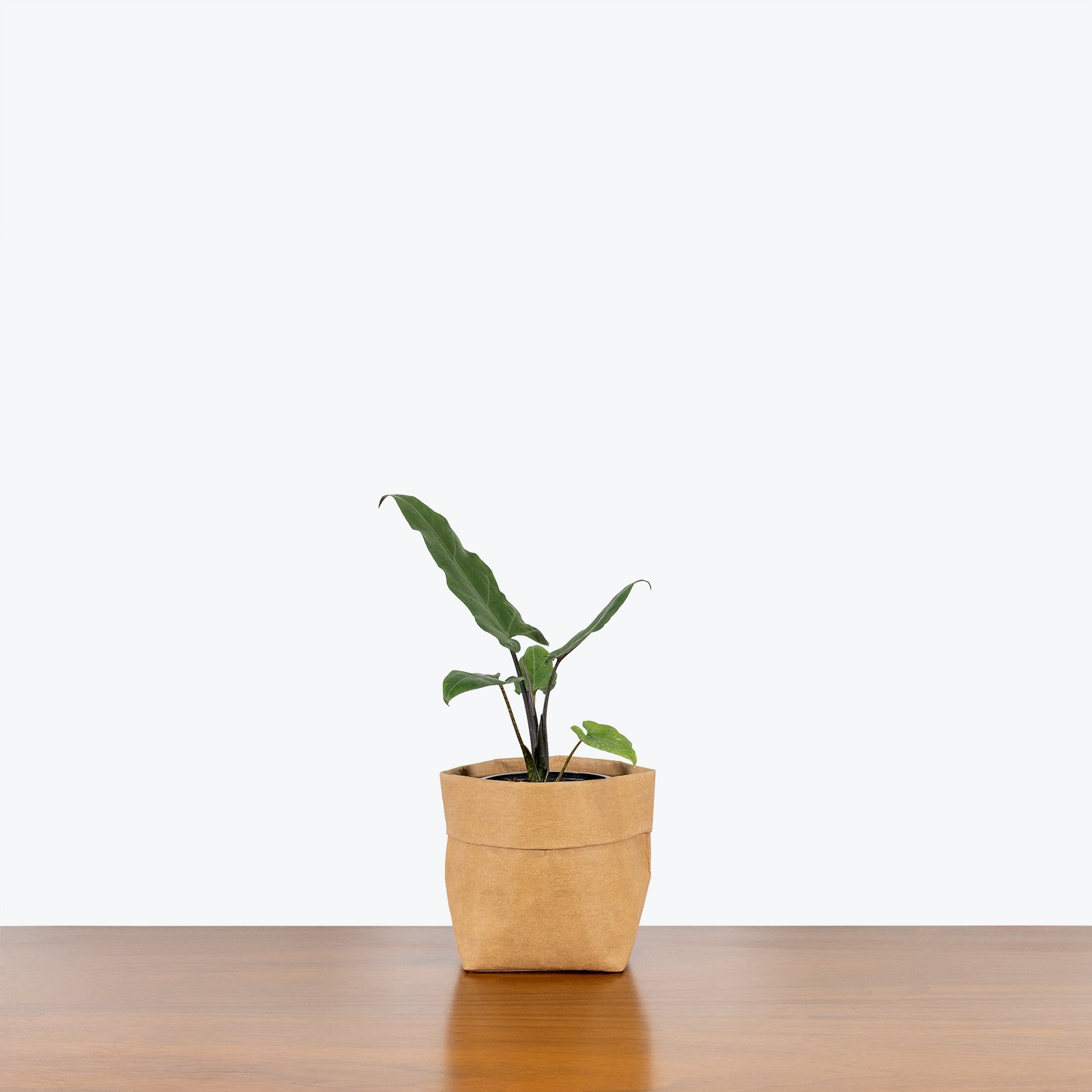 Wholesale Plant farm indoor tropic natural plants Alocasia Lauterbachiana with eco paper pot