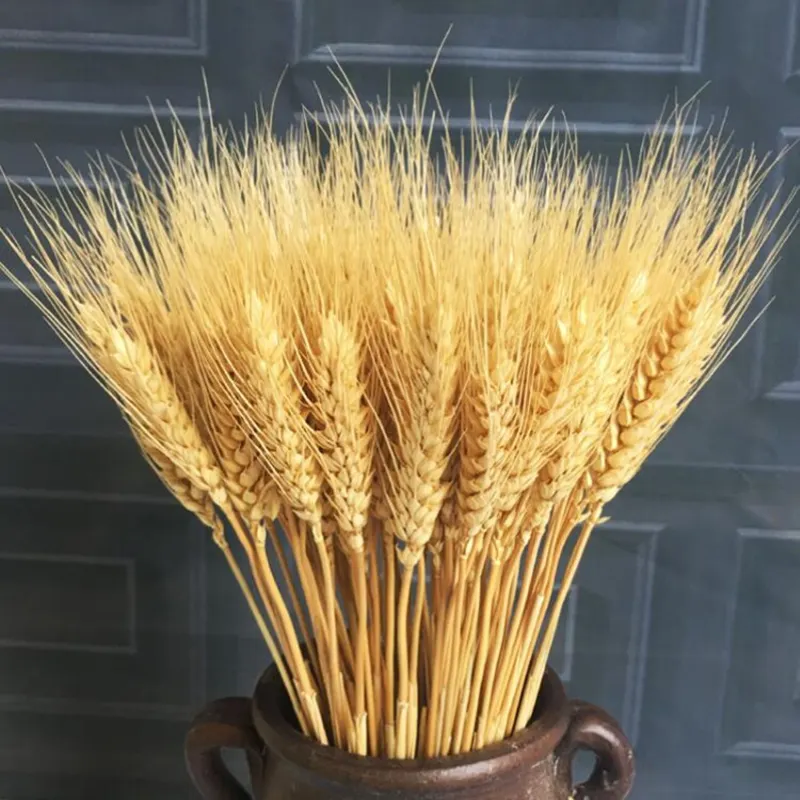 Factory Direct Hot selling Natural Dried Wheat Grass Dry Wheat Preserved Flower Dried Flower Crafts Dry Wheat