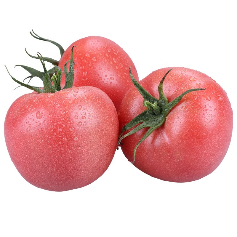 F1 tomato seed prices