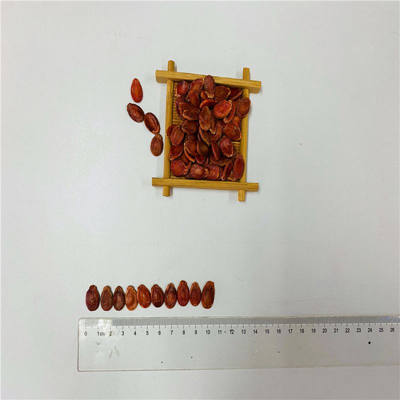 New Product Ximg Ha Hybrid Red Yellow Melon Seed Seeds