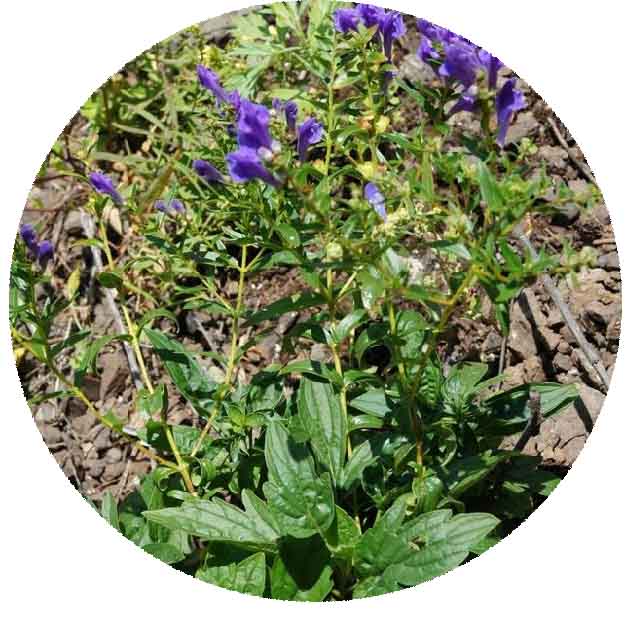 2021 High quality Scutellaria baicalensis seeds Herb for growing chinese medicinal seed