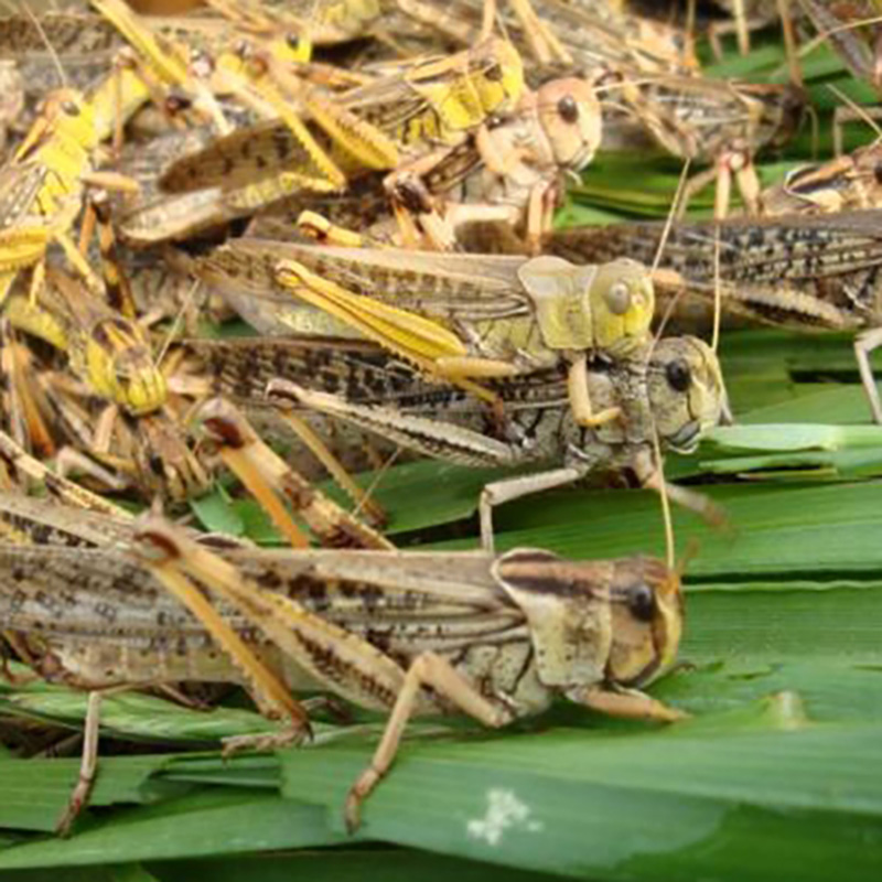 Bulk Wholesale Pet Treats Dried Locusts as Koi Food