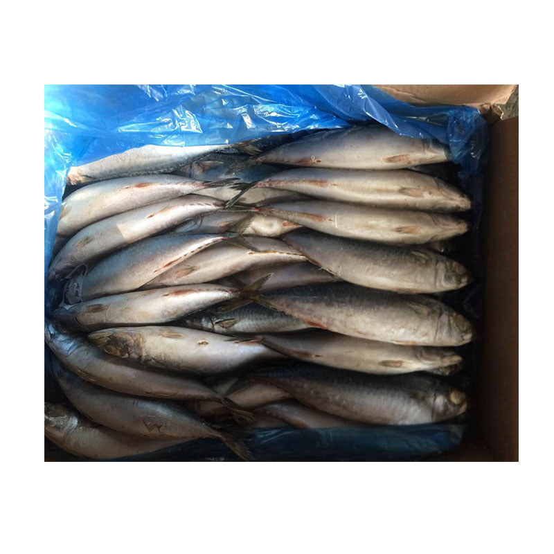 Морская рыба лучшие морепродукты со свежими замороженными скумбриями рыба Тихоокеанская скумбрия