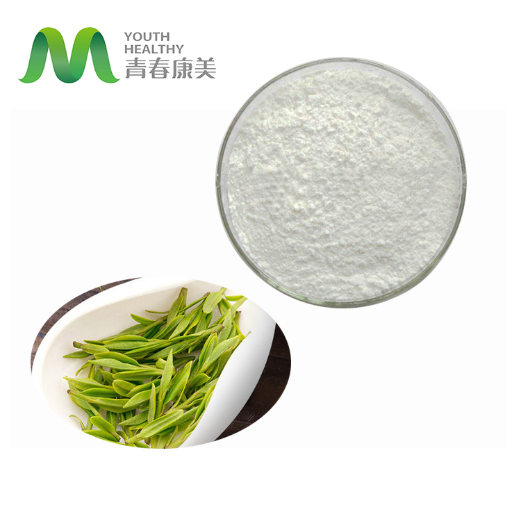 Manufacturer Supply Good Price Green Tea Extract Catechin Powder