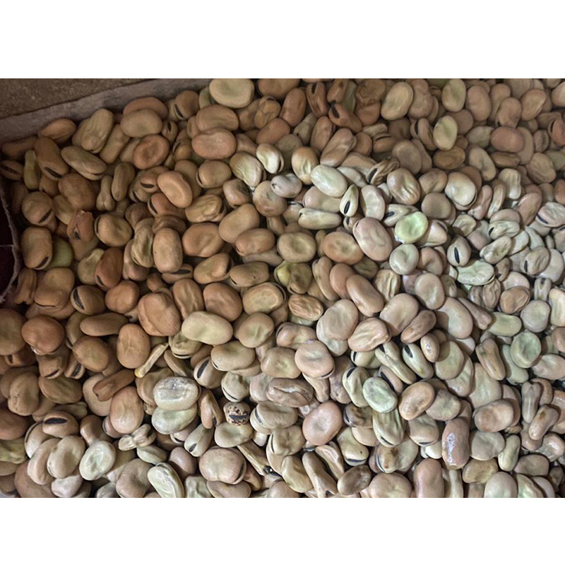 Dry Egyptian Fava Bean Dried Fava Beans Broad Bean Vegetable for Sale