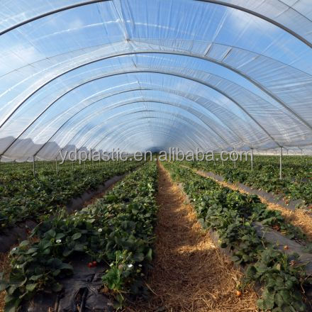 200mic Anti-UV Greenhouse Film Transparent PE Film for Covering Greenhouse