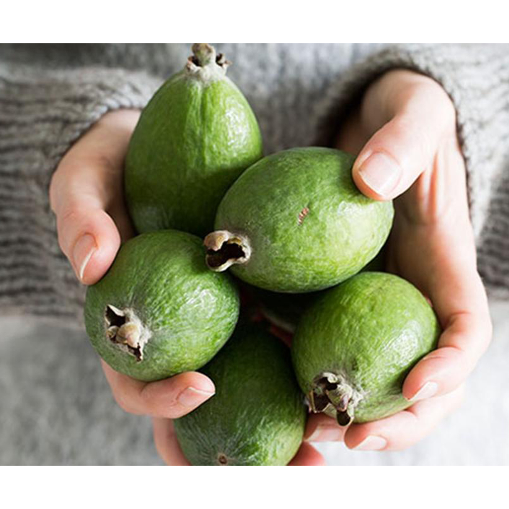 Высококачественные сладкие свежие фрукты Feijoa Guavasteen Guava