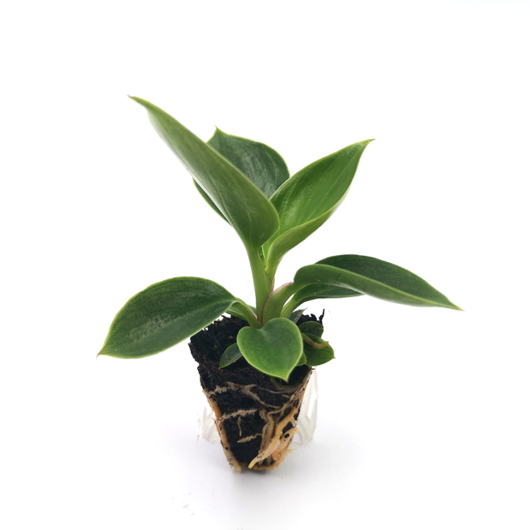 Philodendron Birkin