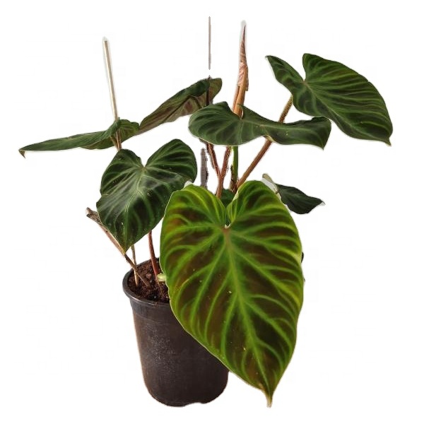Philodendron Verrucosum rare plants rare philodendron