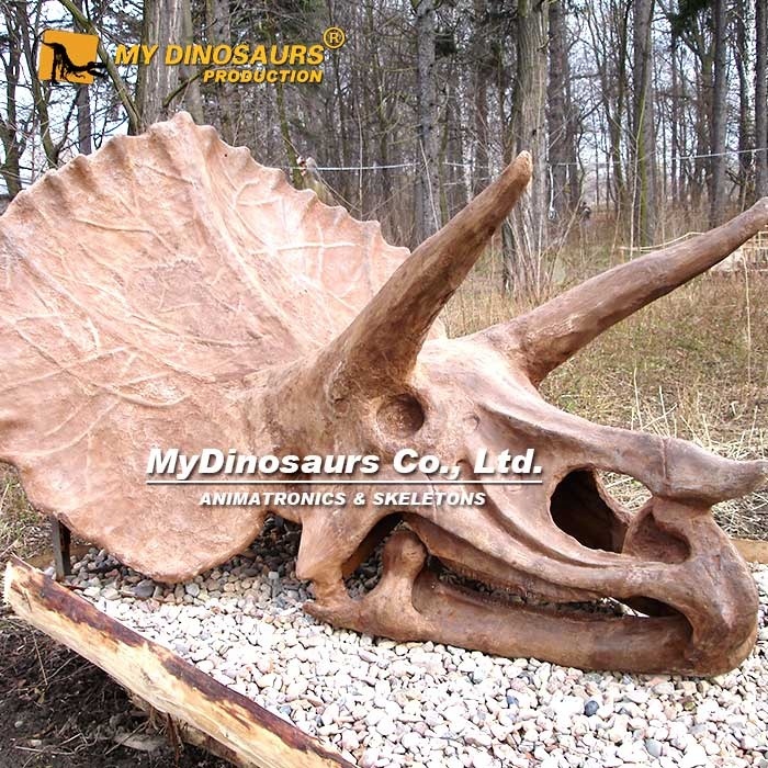 My Dino-dinosaur bone skeleton fossils triceratops head