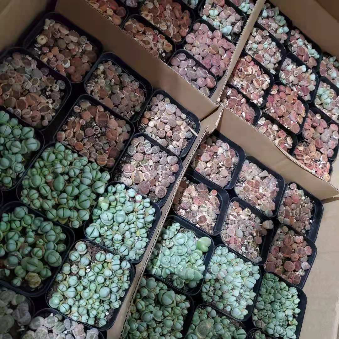 Распродажа по низкой цене, Lithops 7 см LCL, смешанные с 54 банками мясистых цветов, оптовая продажа, базы для цветов в горшке, оптовая продажа