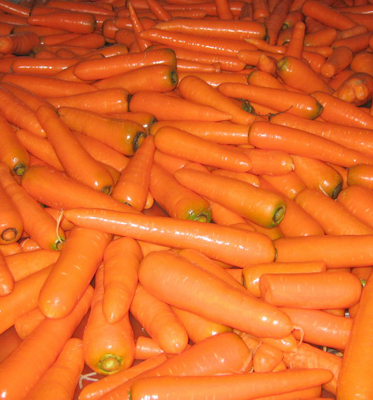 Bulk fresh carrot specification hot sale from China