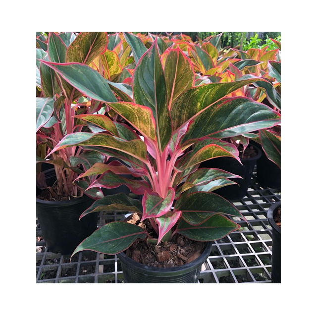 Оптовая продажа, горшочные растения Aglaonema из Таиланда, Лучшая цена, попробуйте нас!