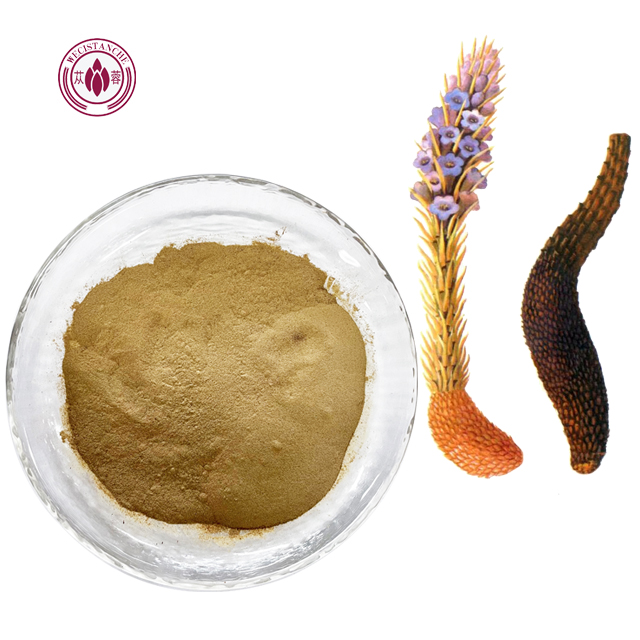 Cistanche Tubulosa Extract Cistanche Salsa Extract 10:1