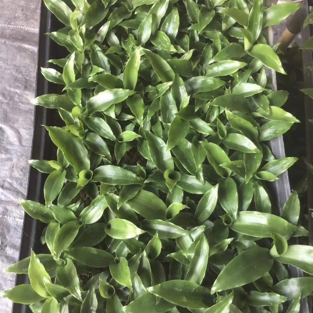 Тканевая культура саженцы тканевая культура саженцы прямые Aoba Yemen Iron