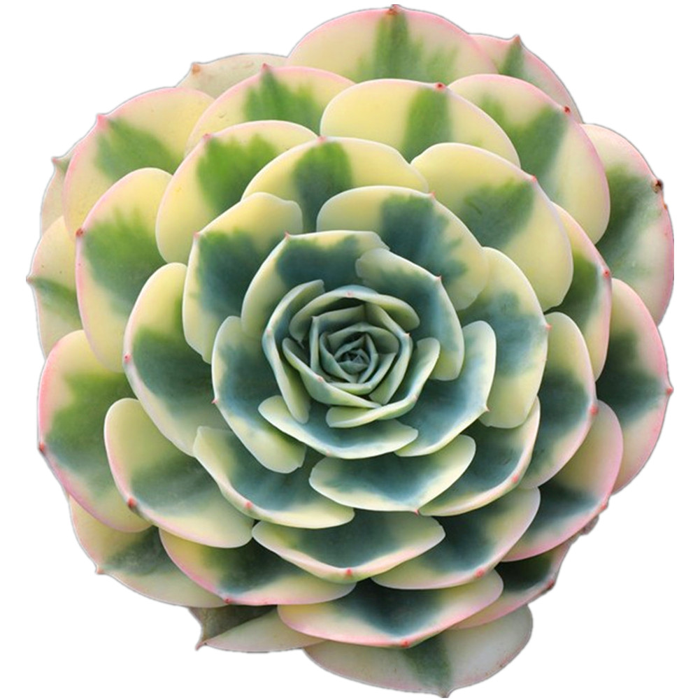 Оптовая продажа, echeveria lenore, варидин, живые суккуленты, оптовая продажа, древесные растения с собственной фермы