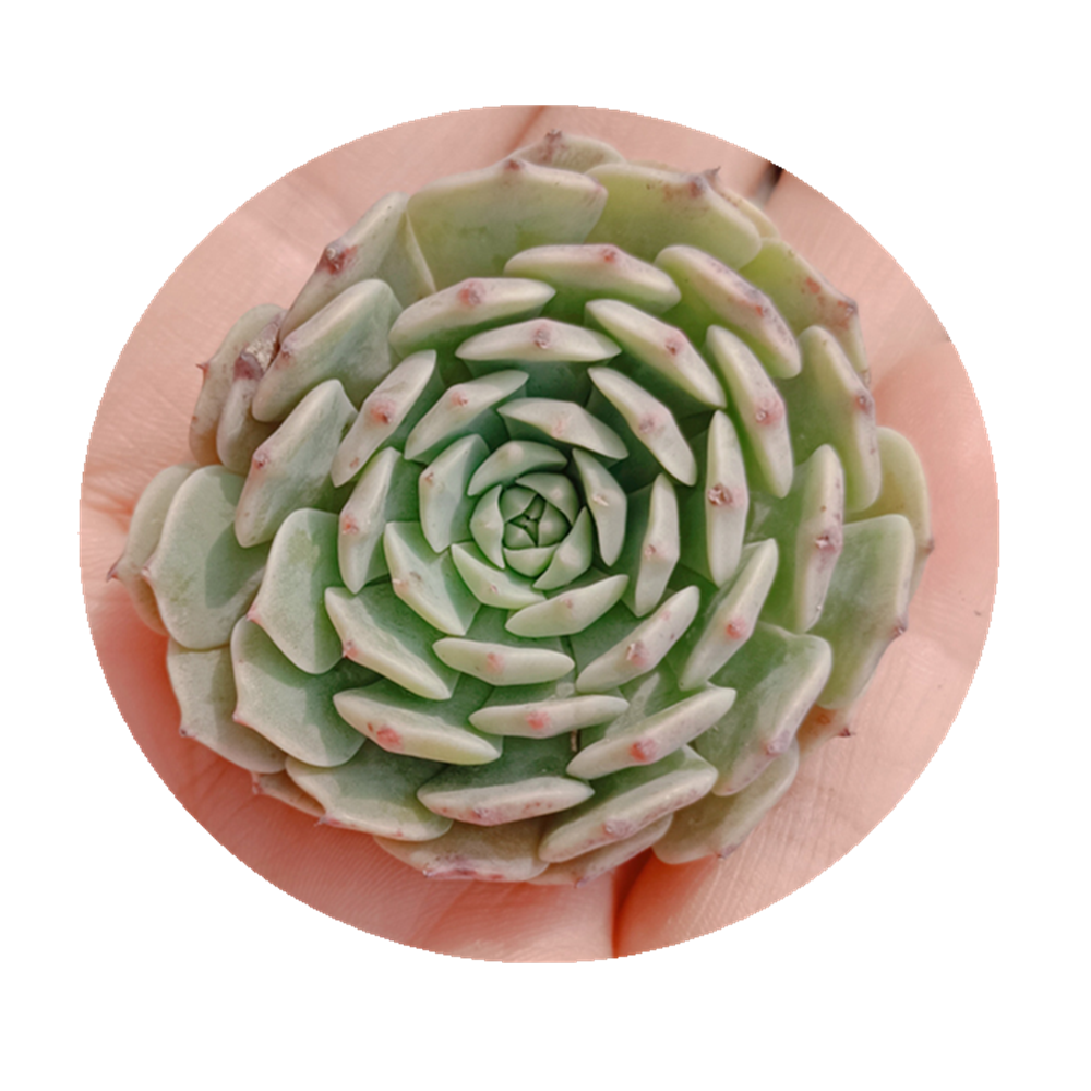 113 Echeveria Tuxpan суккуленты, живое растение, суккуленты