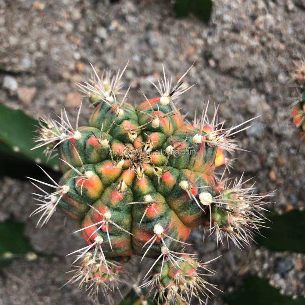 Оптовая продажа, реалистичные Мини кактусы gymnocalydium mihanovichii cactus, комнатное растение