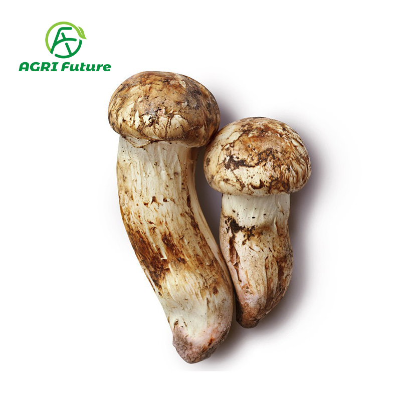 Special Hot Selling Smooth And Delicious Shiitake Mushroom Matsutake