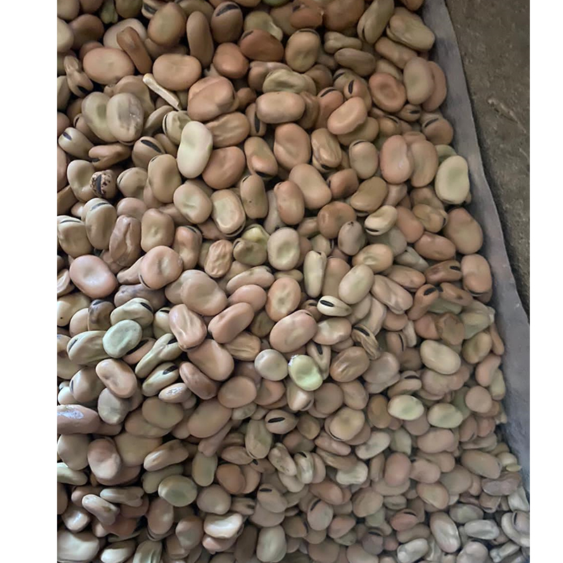 Wholesale Nutritious Good Price Broad bean Dried Vegetable Bean Fava Beans In Bulk