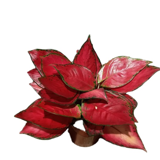real plant hot sale super rich agalaonema