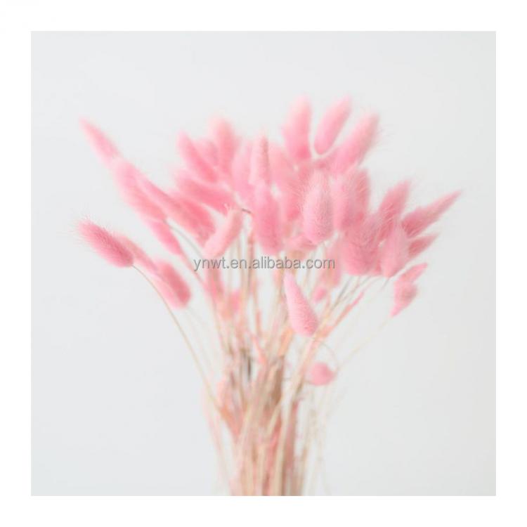 decorative natural dried flowers bunches colored bunny tail for home wedding decor
