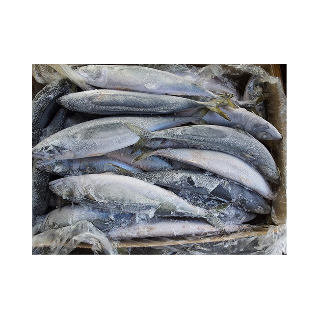 Японская замороженная рыба, длинная скумбрия, высококачественные замороженные морепродукты