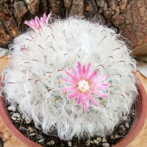Реалистичный кактус Mammillaria bocasana