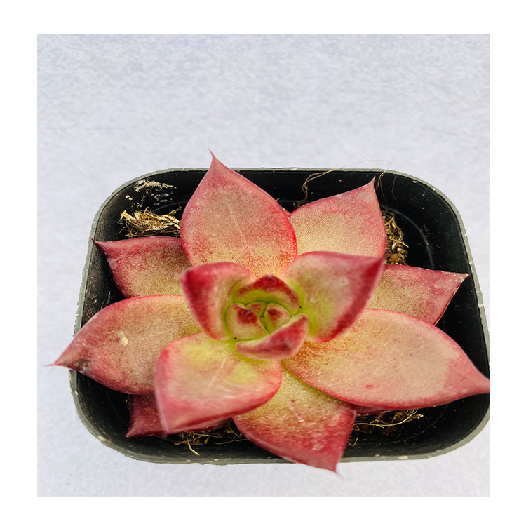 Green Natural Mini New Cactus Bonsai Unpotted Red Succulent Plant