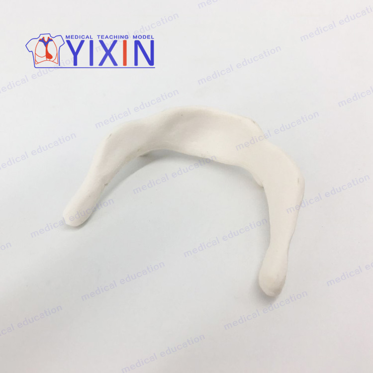 YIXIN/гиоидная модель увеличения для медицинского образования, гиоидная кость