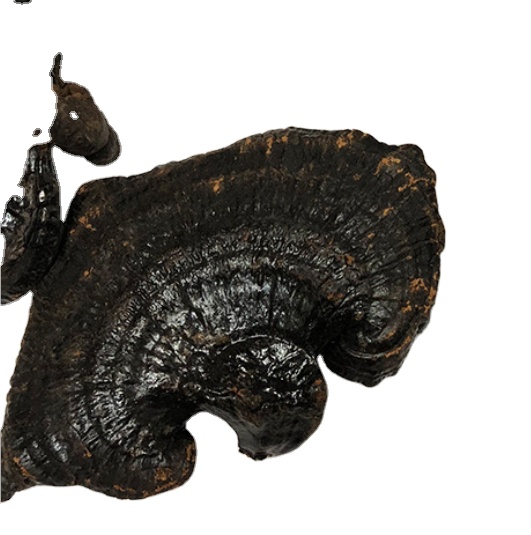 Покупайте ganoderma atrum онлайн по низкой цене