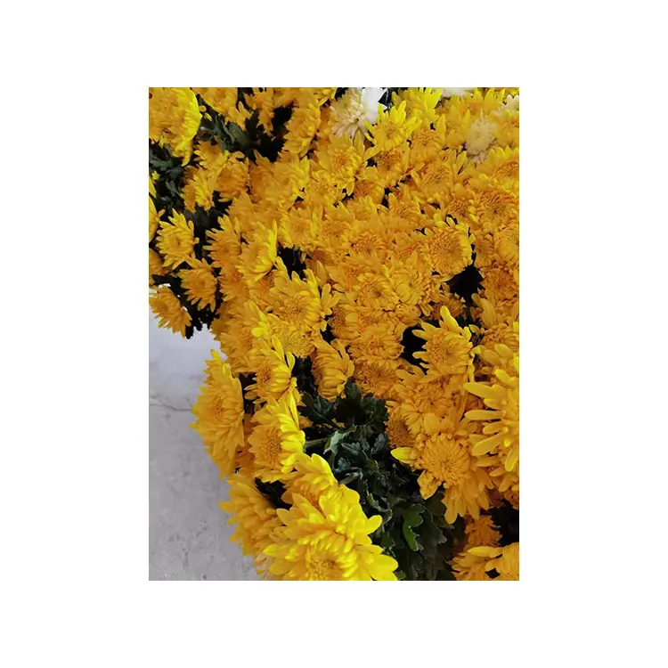 Best Selling 2021 Wholesale Fresh Cut Flower yellow Chrysanthemum
