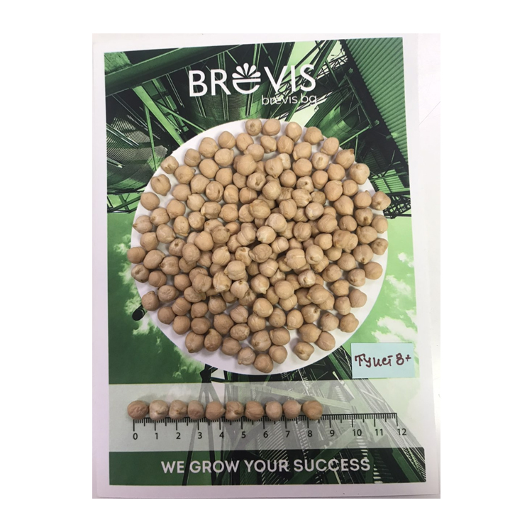 Chickpeas Kabuli 8 mm Top Quality At Factory Packaging Price New crop Chickpeas Chickpea Bulgarian Orign