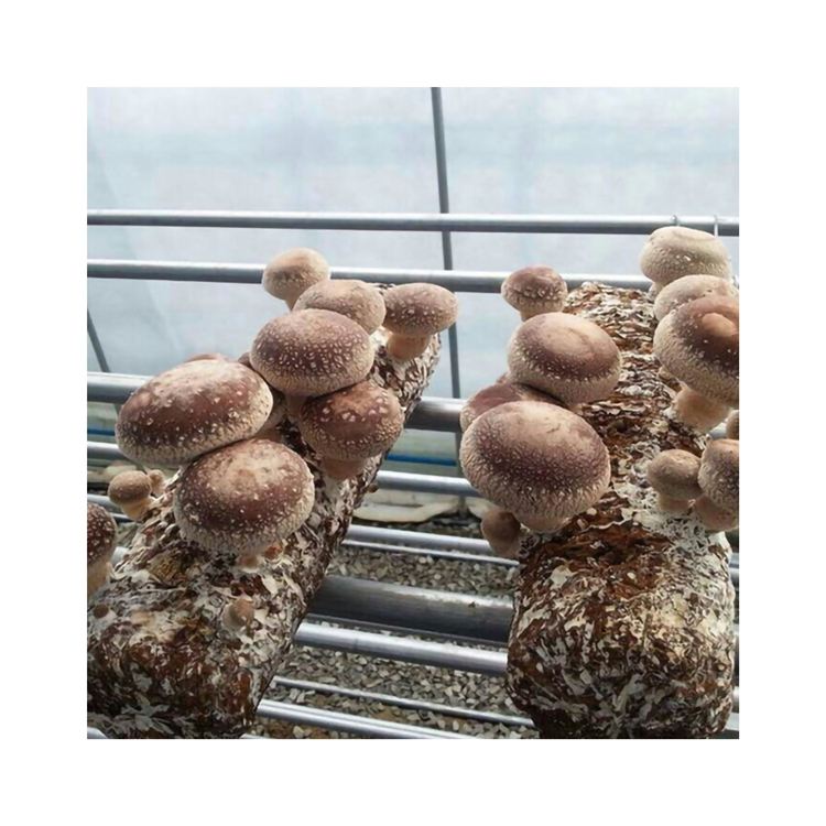 Wholesale Reasonable Price House Dining Table Delicious Edible Shiitake Mushroom Stick For Adult