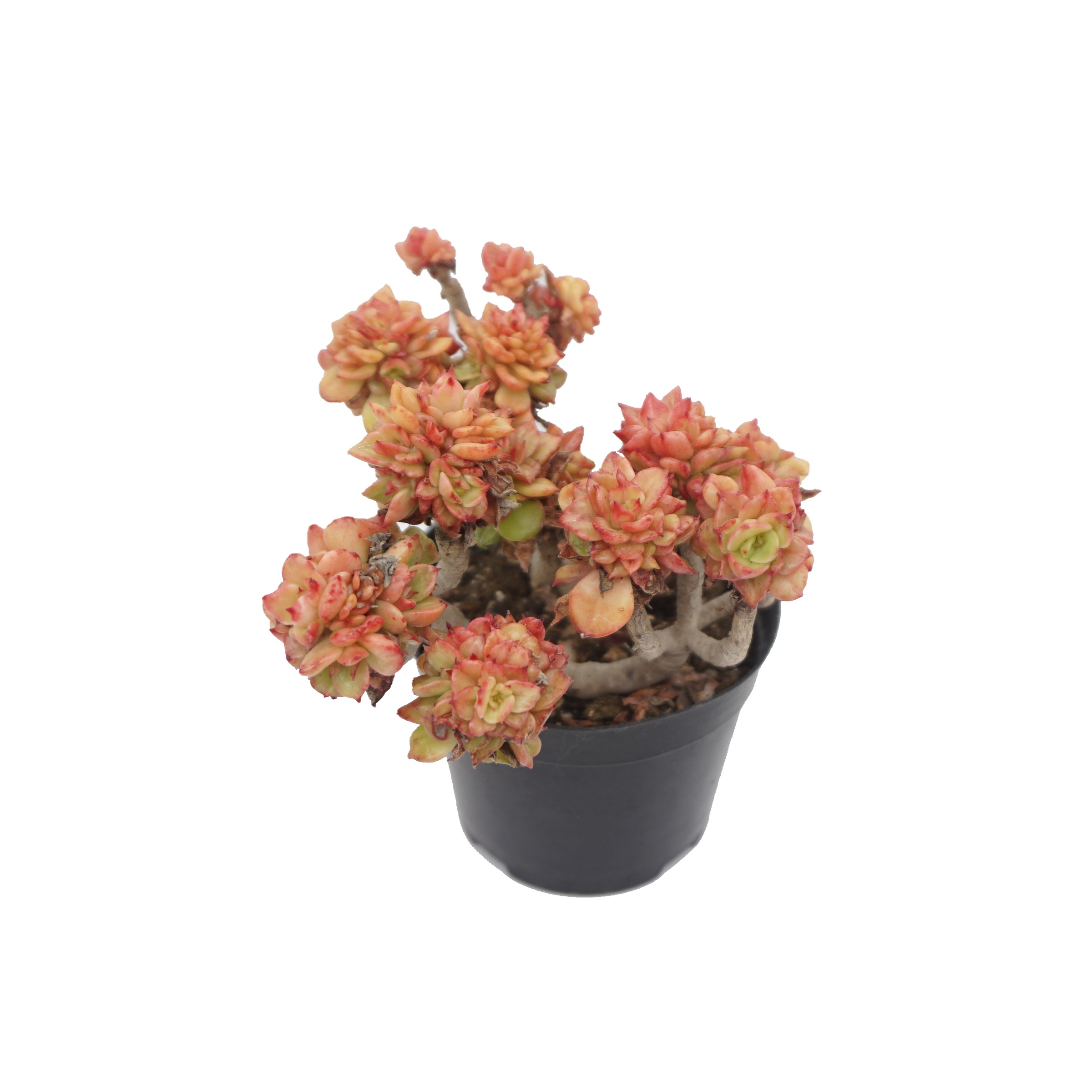 Домашний декор, живые суккуленты Echeveria, оптовая продажа, живые растения всех цветов, корейские растения, комнатные суккуленты