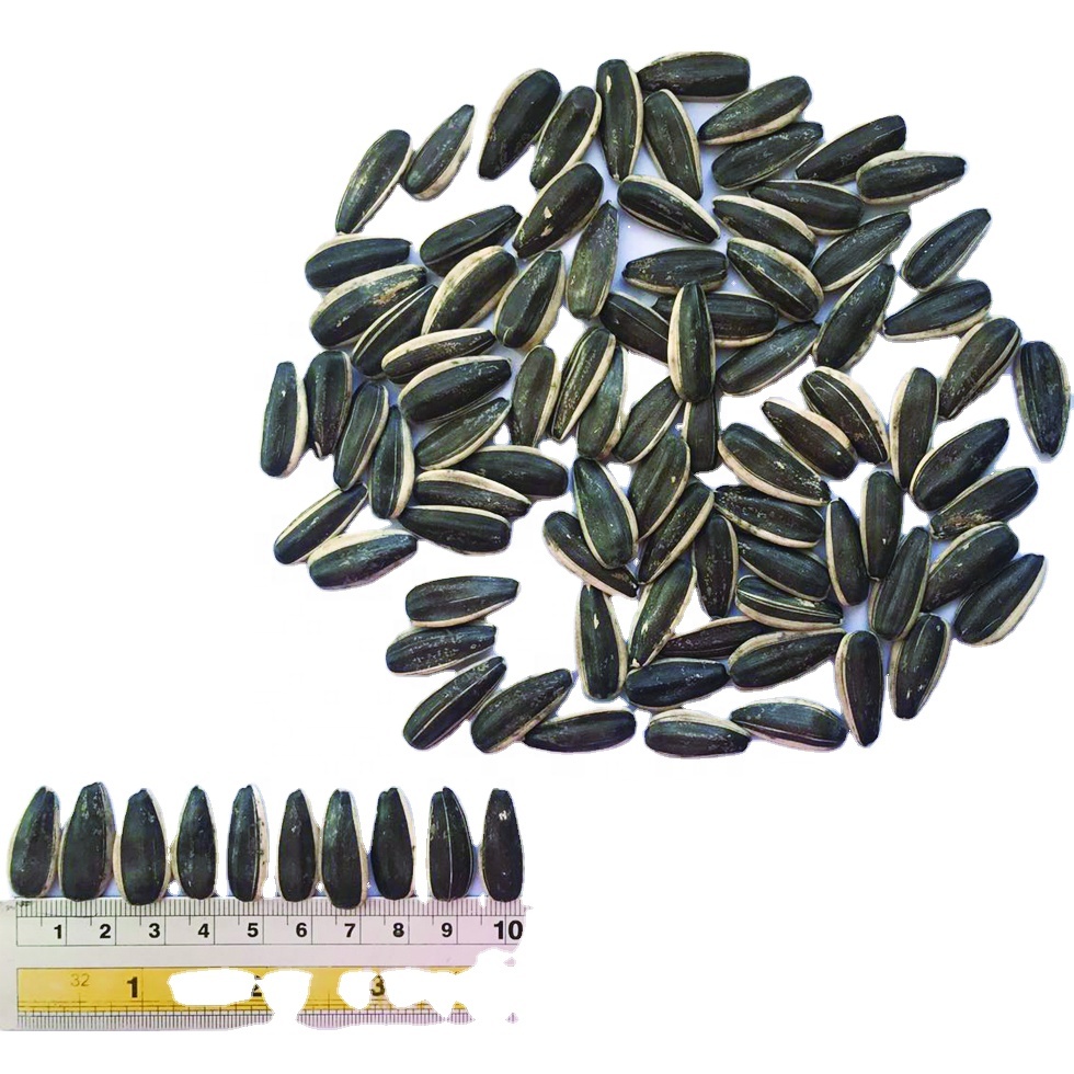Black sunflower seeds 363 china production