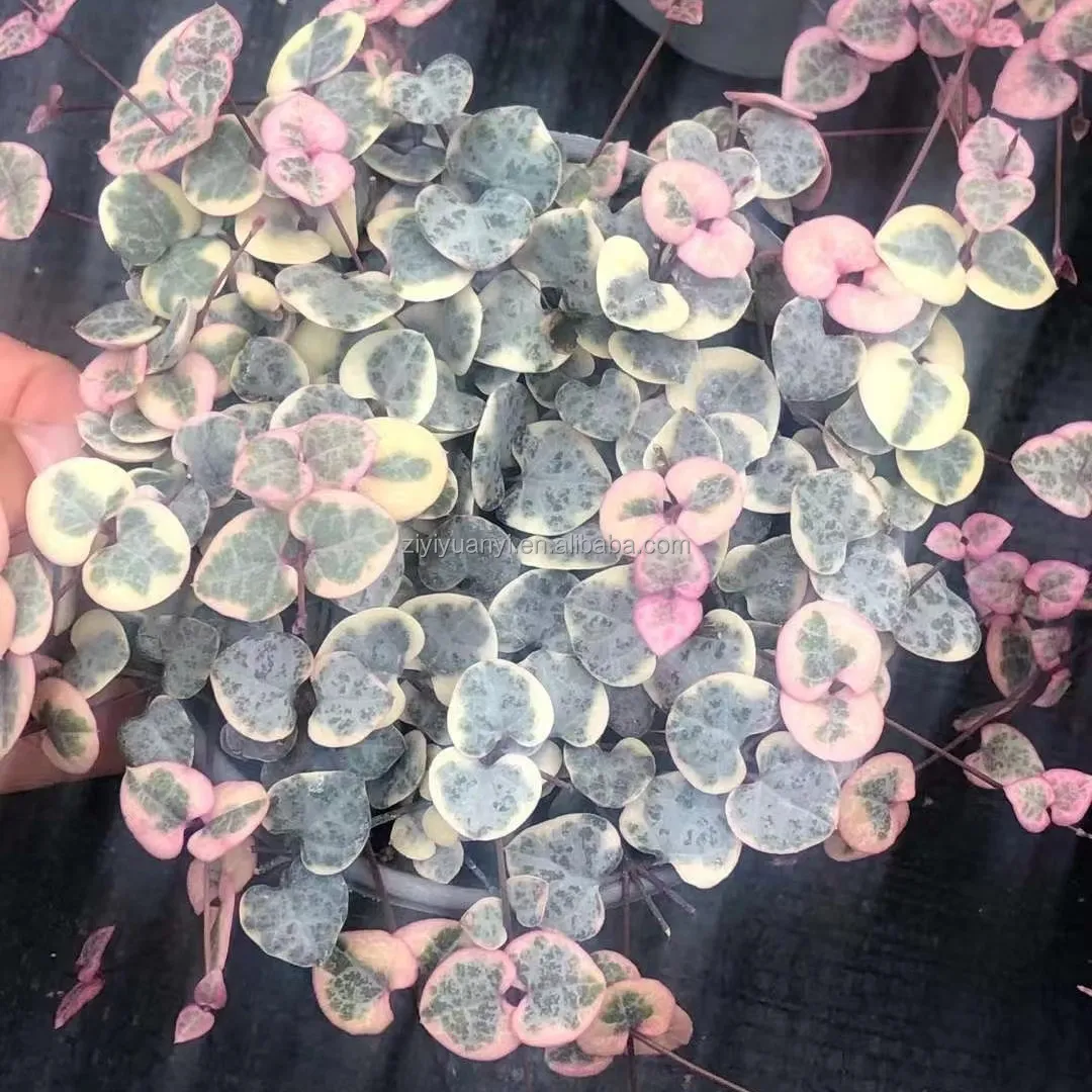String of hearts pink color natural ornamental live plants real succulent bonsai Variegated hanging