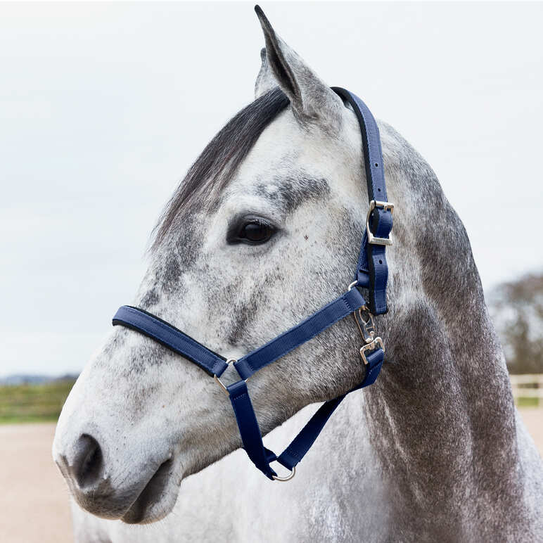 Wholesale Customize Horse Halters High Quality Handy Halter for Horses Equine Head Collar 100% Polyester Durable Halter