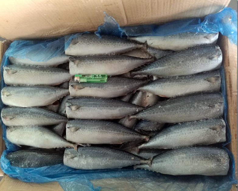 Замороженные морепродукты Тихоокеанская скумбрия HGT цена