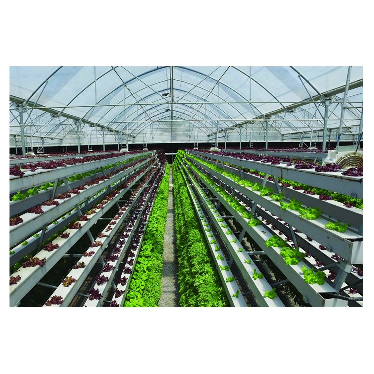 Commercial greenhouse leafy Vegetable NFT DFT DWC hydroponics