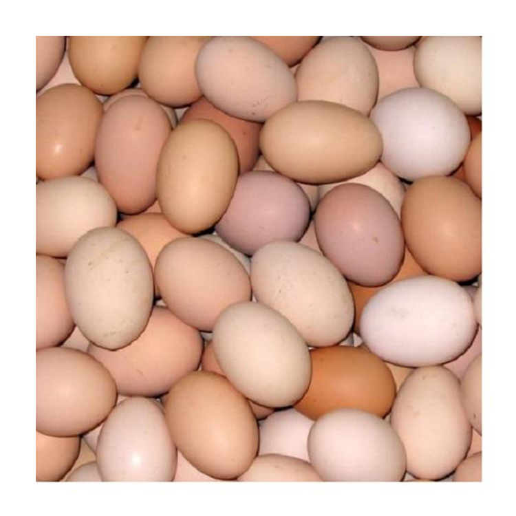 IMPORT Fresh Chicken Eggs / Round Table Eggs / fertile hatching eggs at cheap price .