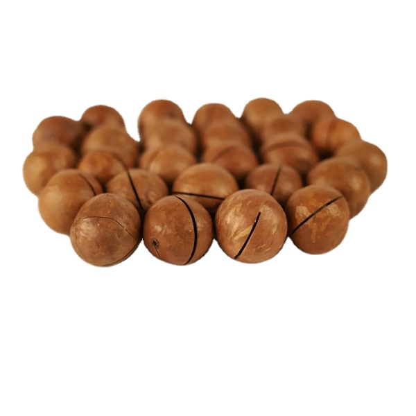 Professional manufacturer dried common macadamia nut nut with shell