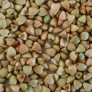 China buckwheat for good taste