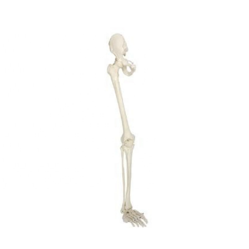 DARHMMY Natural Large Human Skeleton Lower Limb Bone Model Including Hip Bone for Medical Science