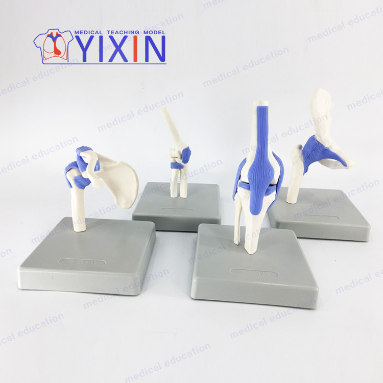 YIXIN/четыре сустава функциональная модель 1/2 в натуральную величину