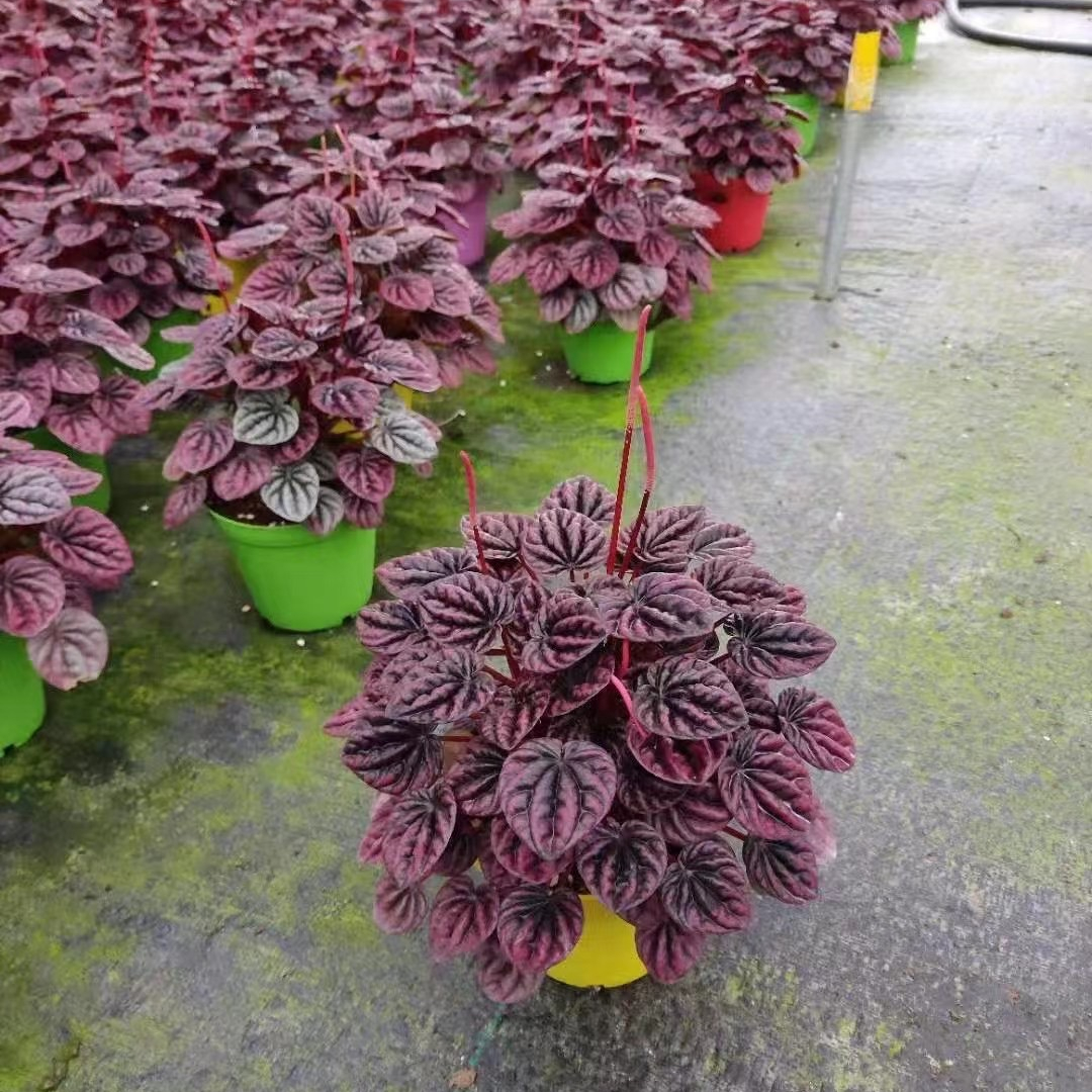 Оптовая продажа, красные растения philodendron, живые растения, комнатные бонсай, деревянные растения Aglaonema