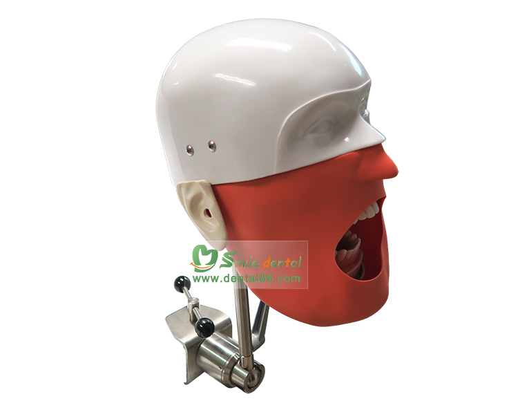 Original Dental Manikin Ore Exam Kit Model Ctd Bench Mounted Articulator Mount Head Phantom
