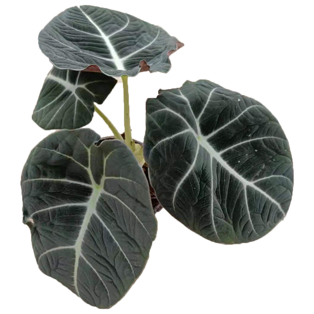 Черная бархатная зеленая листва Alocasia reginula, темные бархатистые белые вены
